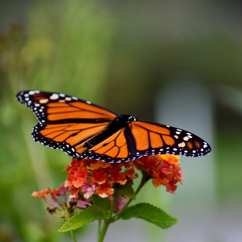 Butterflies Dance Through Transformation