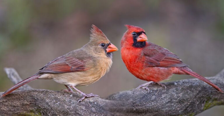 cardinals