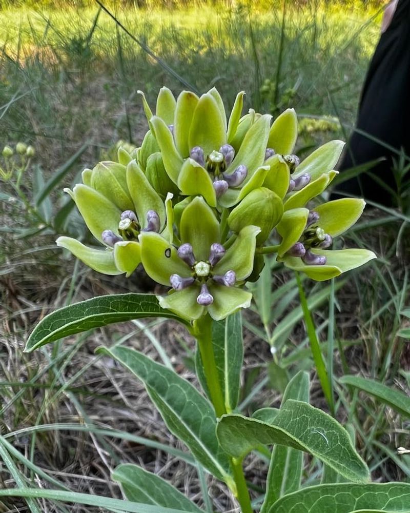 Green Milkweed