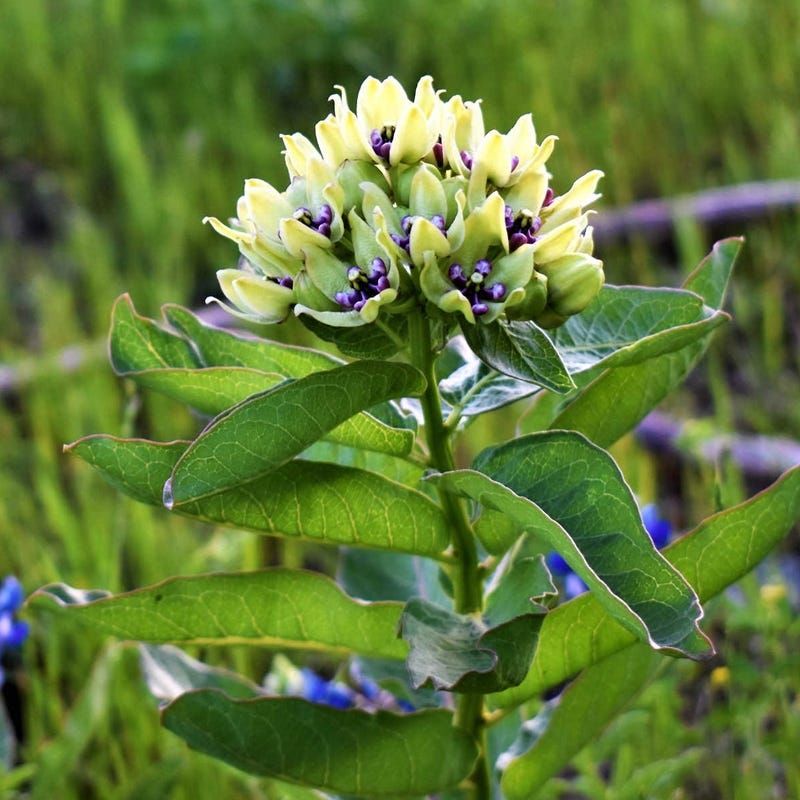 Green Milkweed (Asclepias Viridis)