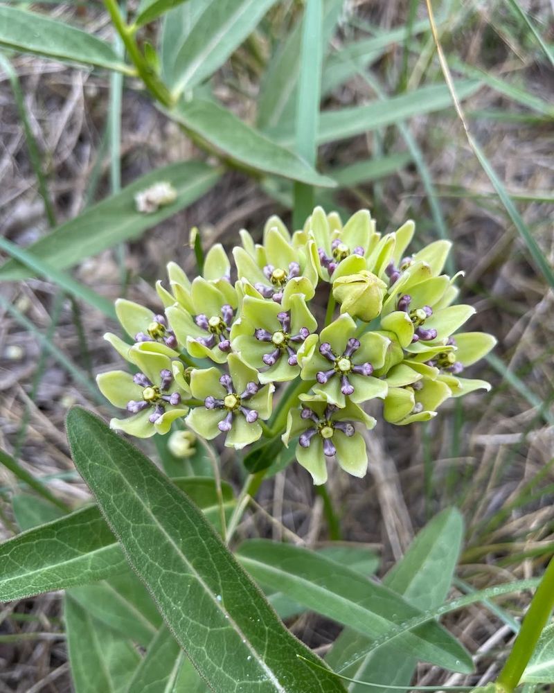 Green Milkweed
