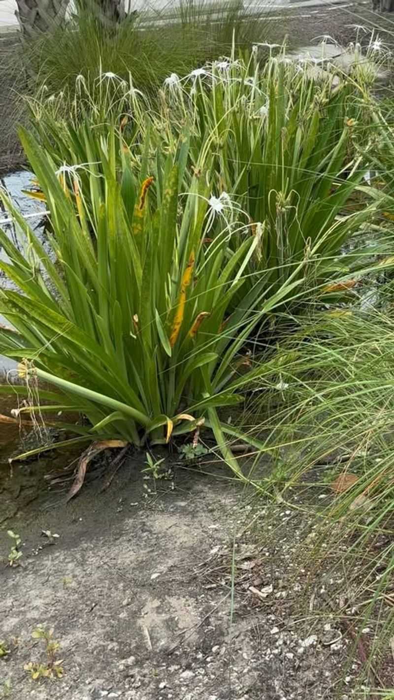 Spider Lily (Hymenocallis Latifolia)