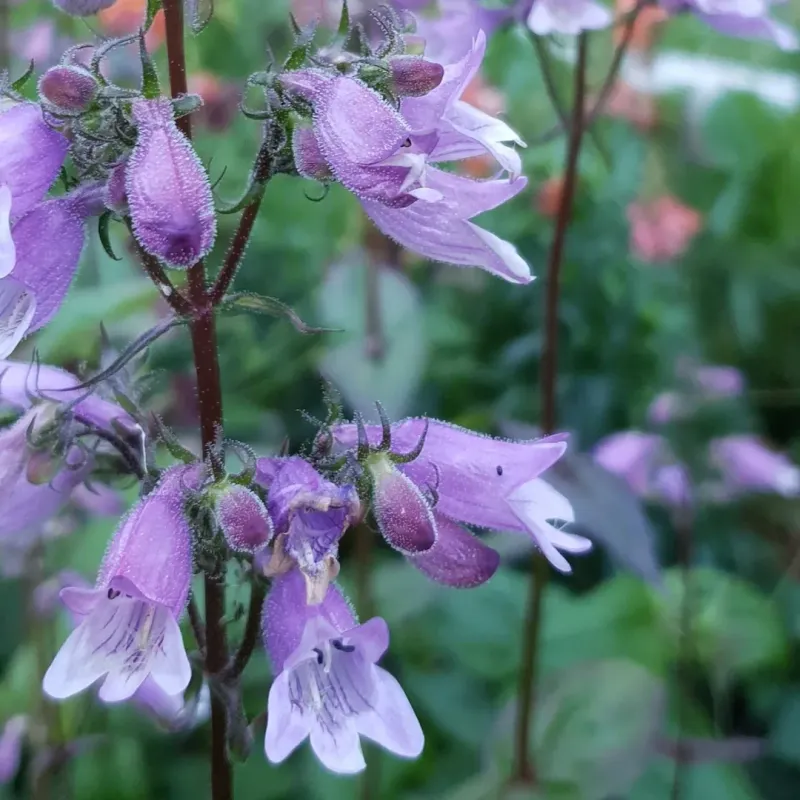 Penstemon