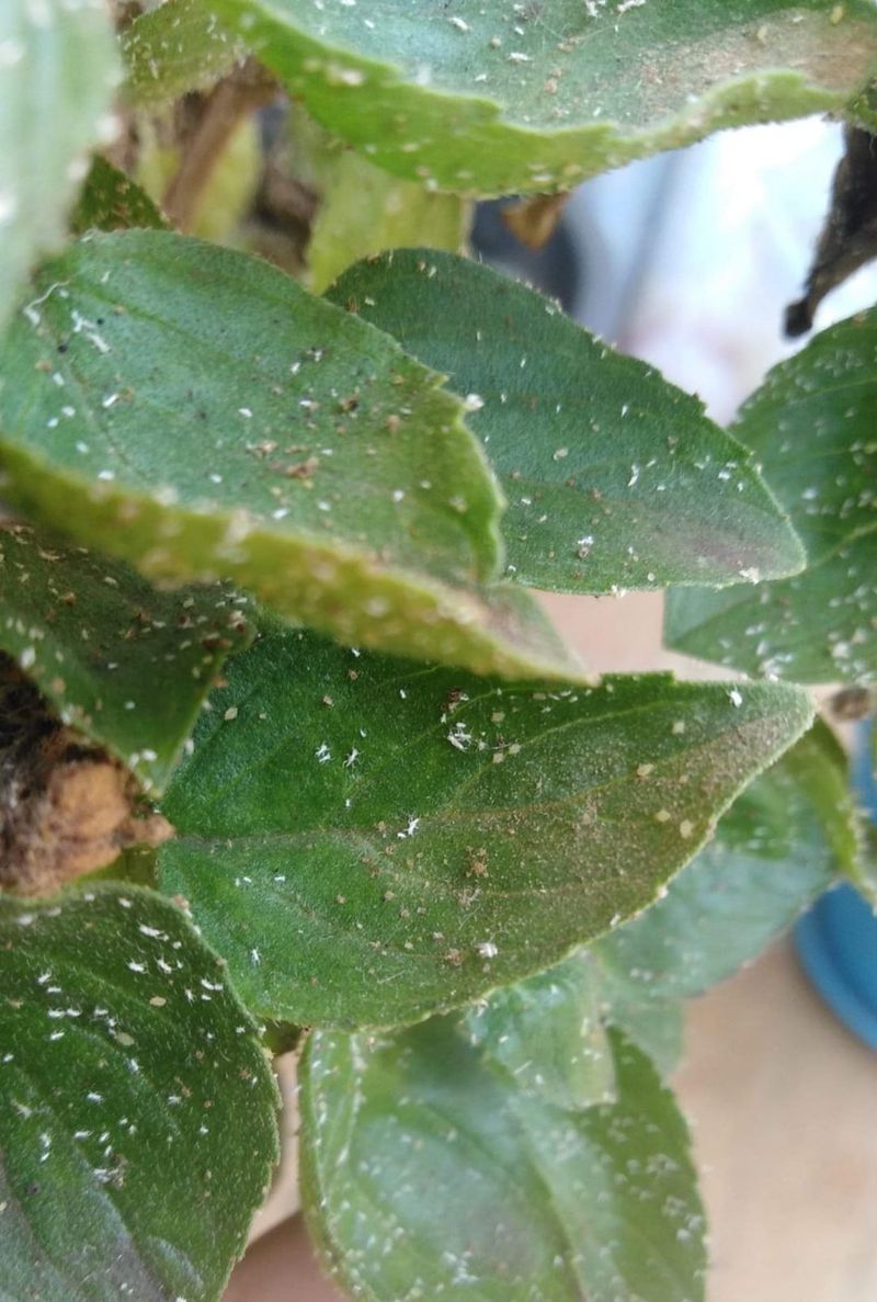 Warmer Winters Are Changing Bug Schedules