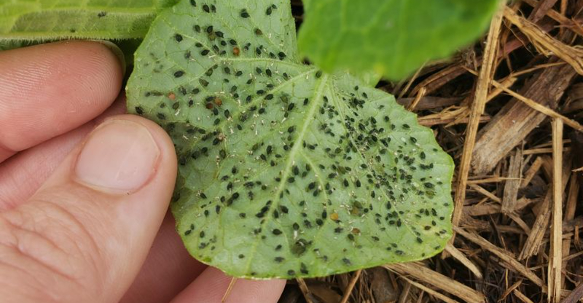 aphids (featured image)