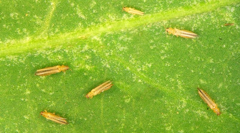 Thrips Damaging Orchids And Ornamentals