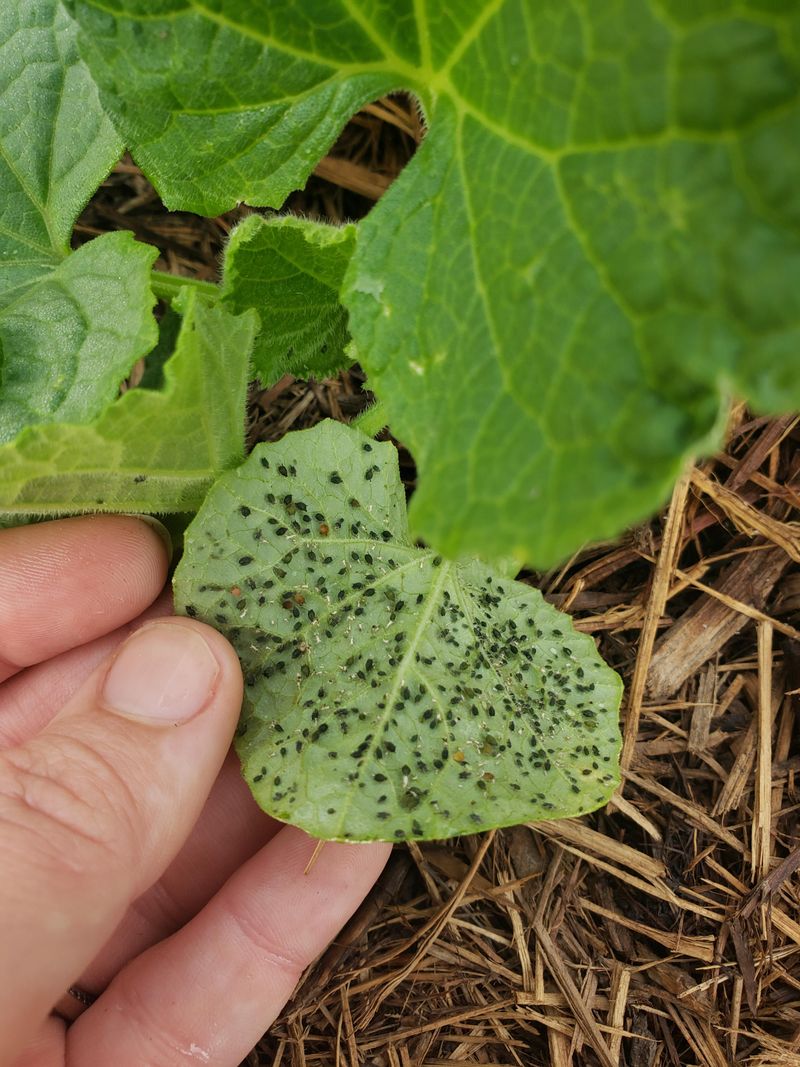 They Target New Growth First