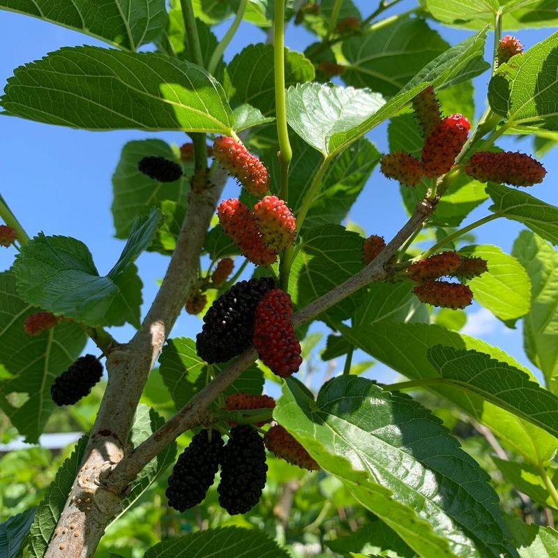 Mulberry (Morus Rubra Or Morus Alba)