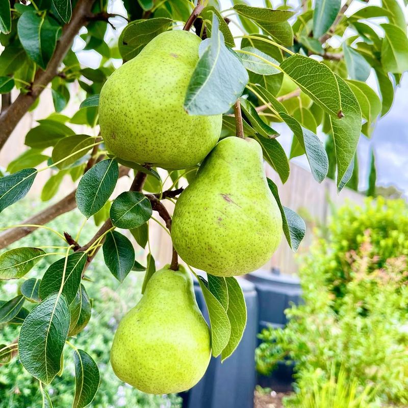 Pear Trees