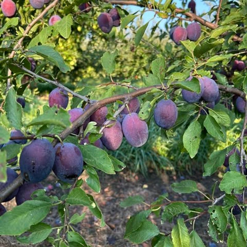 Plum Trees (European Varieties)