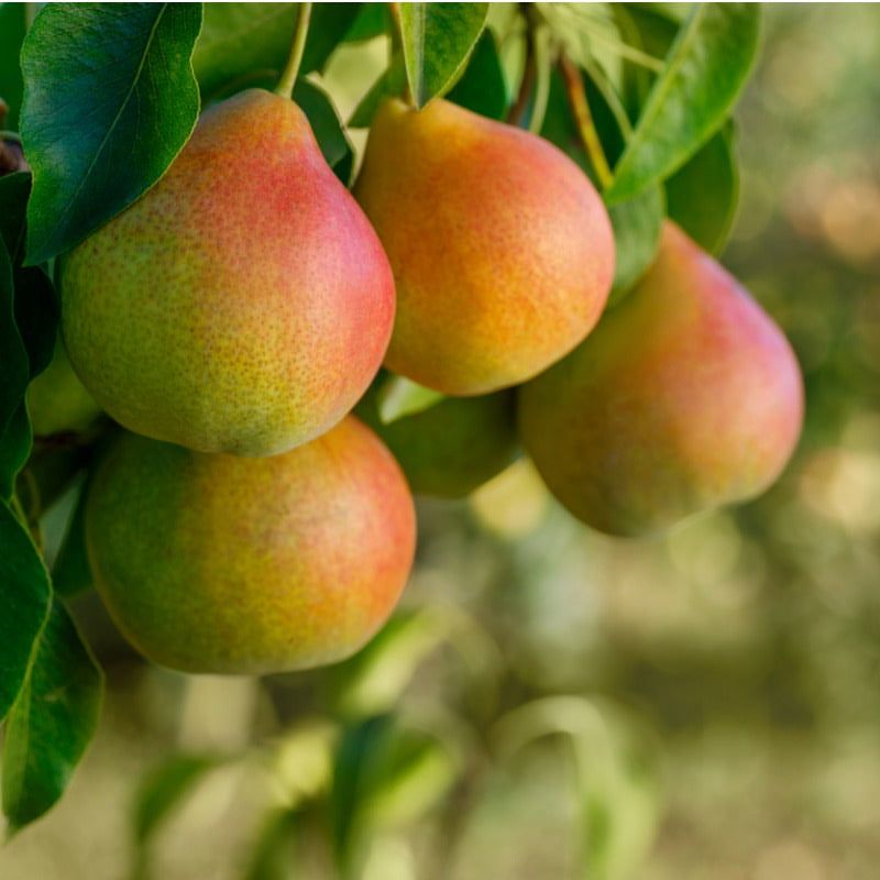 Pear Trees Built For Generations