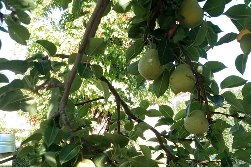 Pear Trees Attract Fire Blight Easily