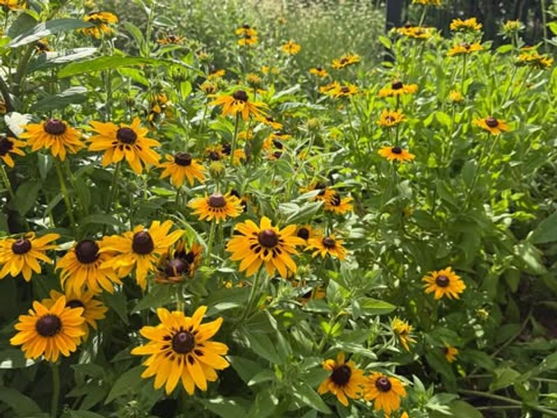 Only Specific Native Species Qualify for Rebates