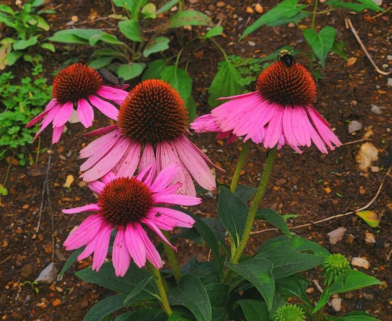 Test And Amend Your Soil