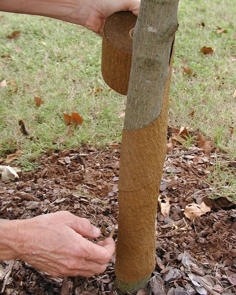 Protect Tree Trunks With White Paint Or Wrap
