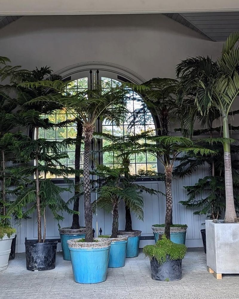 Move Container Plants Indoors Or To Sheltered Spots