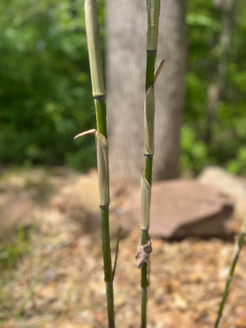 Hire Professional Bamboo Removal Services