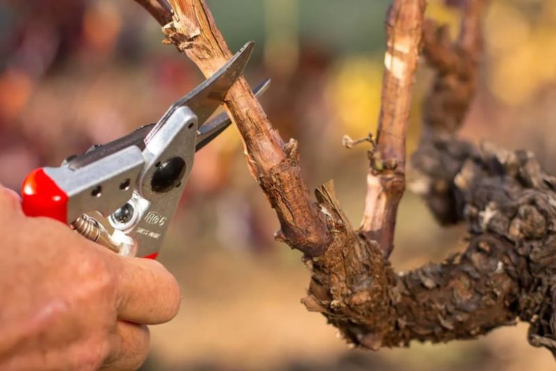 Prune Trees And Shrubs Before Spring Growth