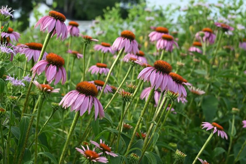 Water Deeply but Infrequently