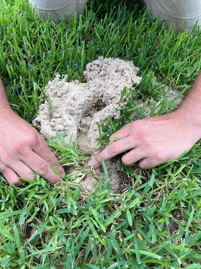 Fill Existing Holes And Compact The Soil Firmly