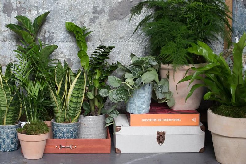 Group Plants Together for Shared Warmth