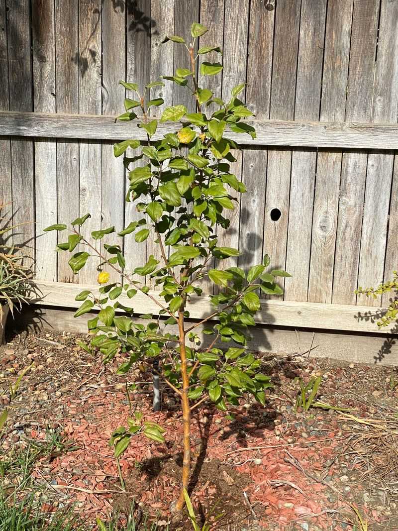 Position Trees Away From Reflective Surfaces