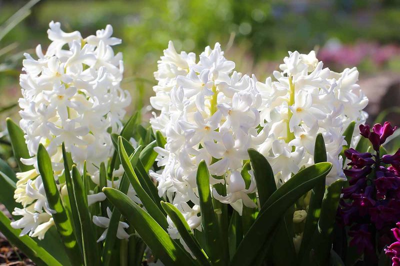 Cutting Leaves Too Early After Blooming