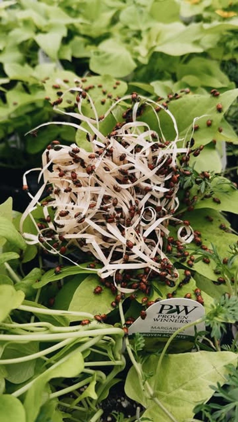 Controlling Pests Without Harsh Chemicals