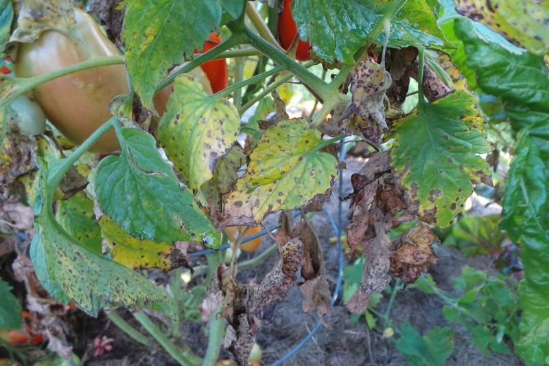 Leaving Diseased Plant Material In Beds