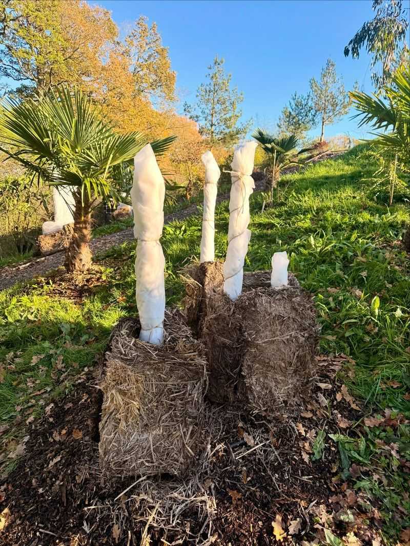 Wrapping Trees With Non-Breathable Materials