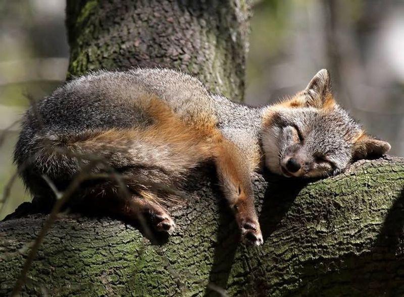 Do Not Approach The Fox Or Try To Scare It Yourself