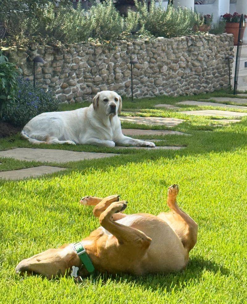 Letting Dogs Investigate Or Chase The Hog