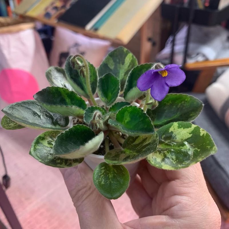 Quality Potting Mix Ensures Proper Drainage