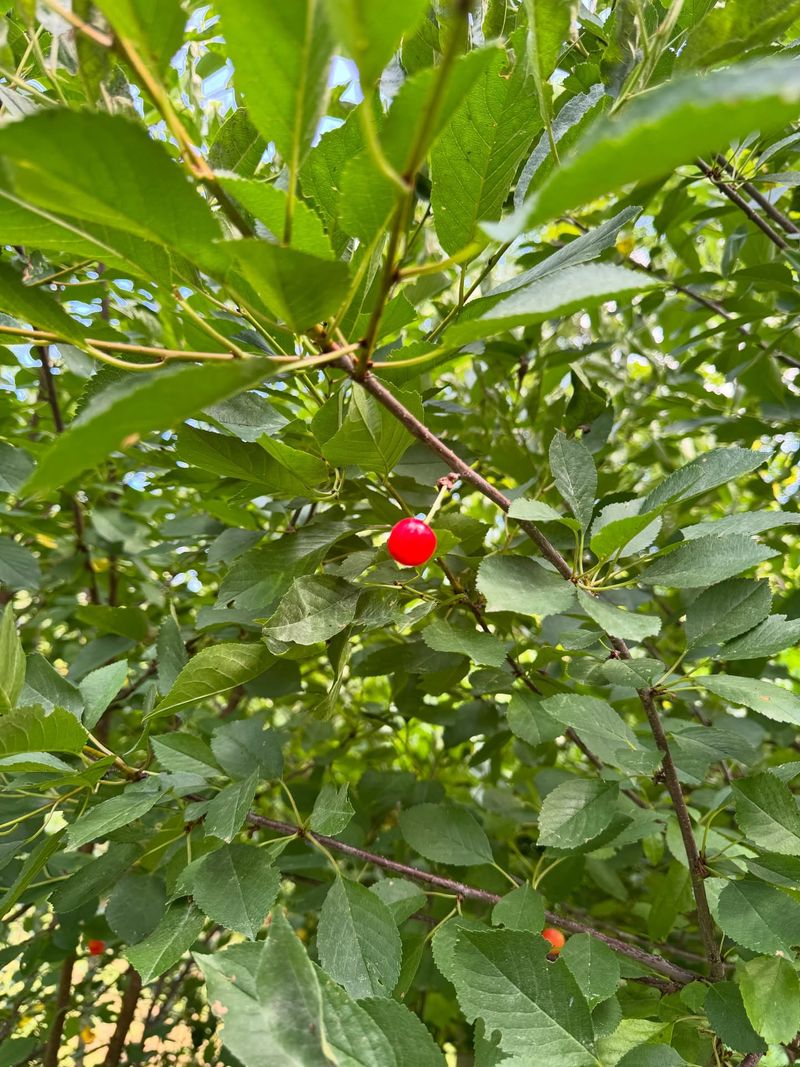 Sweet Cherry Trees