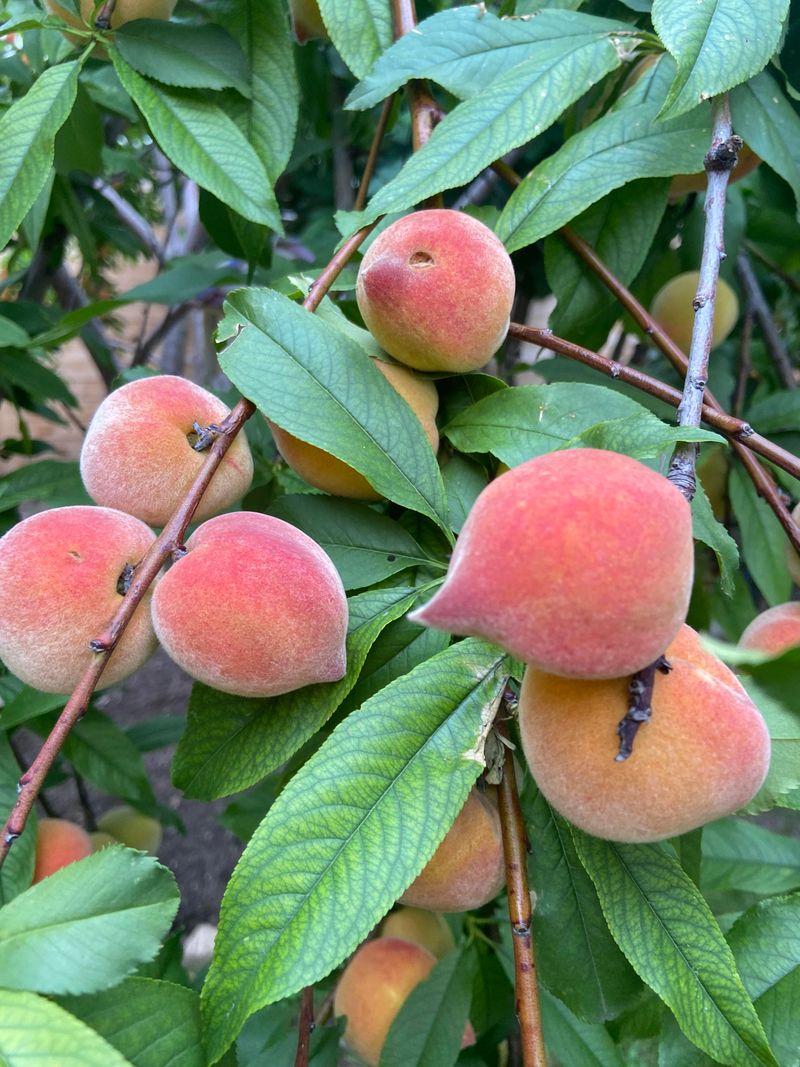Peach Trees (Most Varieties)