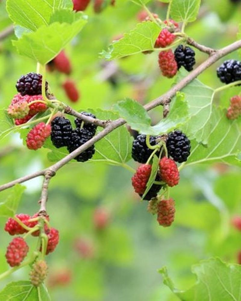Mulberry Trees