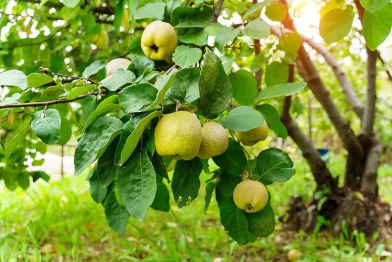 Quince Trees That Stand The Test
