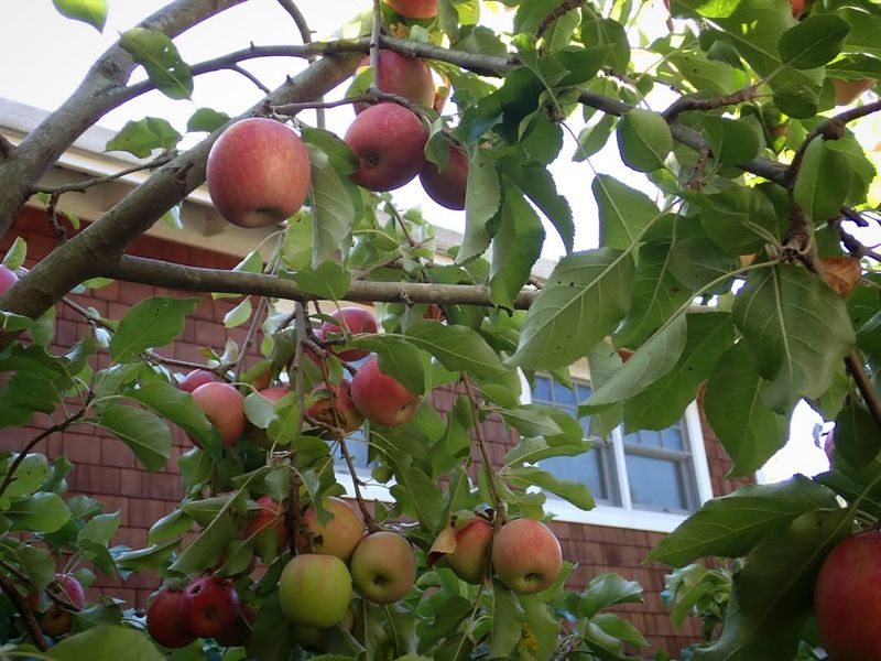 Apple Varieties Need More Winter Chill