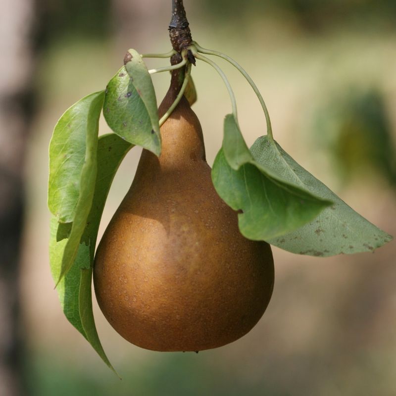 European Pears (Bosc, Anjou)