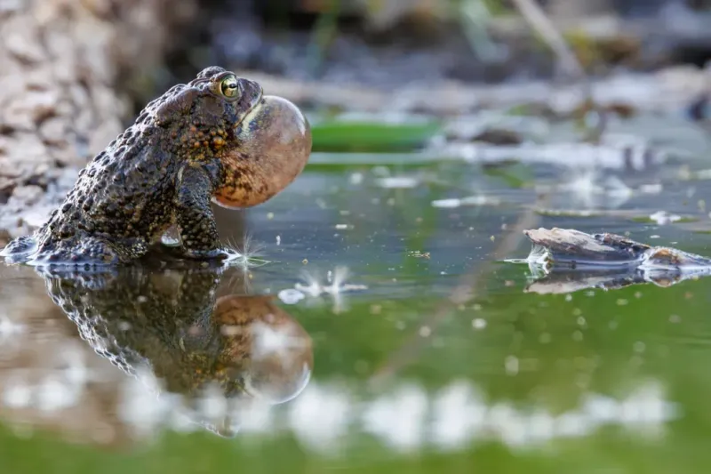 Chemical-Free Water Ensures Safe Breeding Conditions