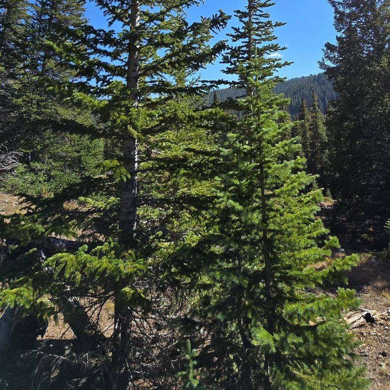 Engelmann Spruce