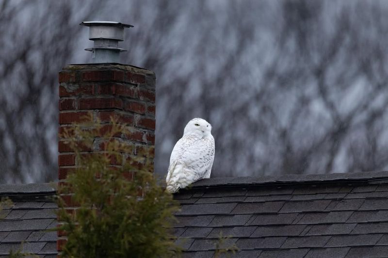 Prime Viewing Spots Draw Crowds