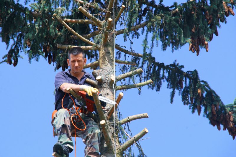 Property Owners Can Trim Overhanging Branches