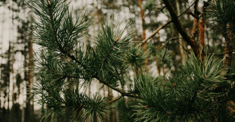 pine tree needles