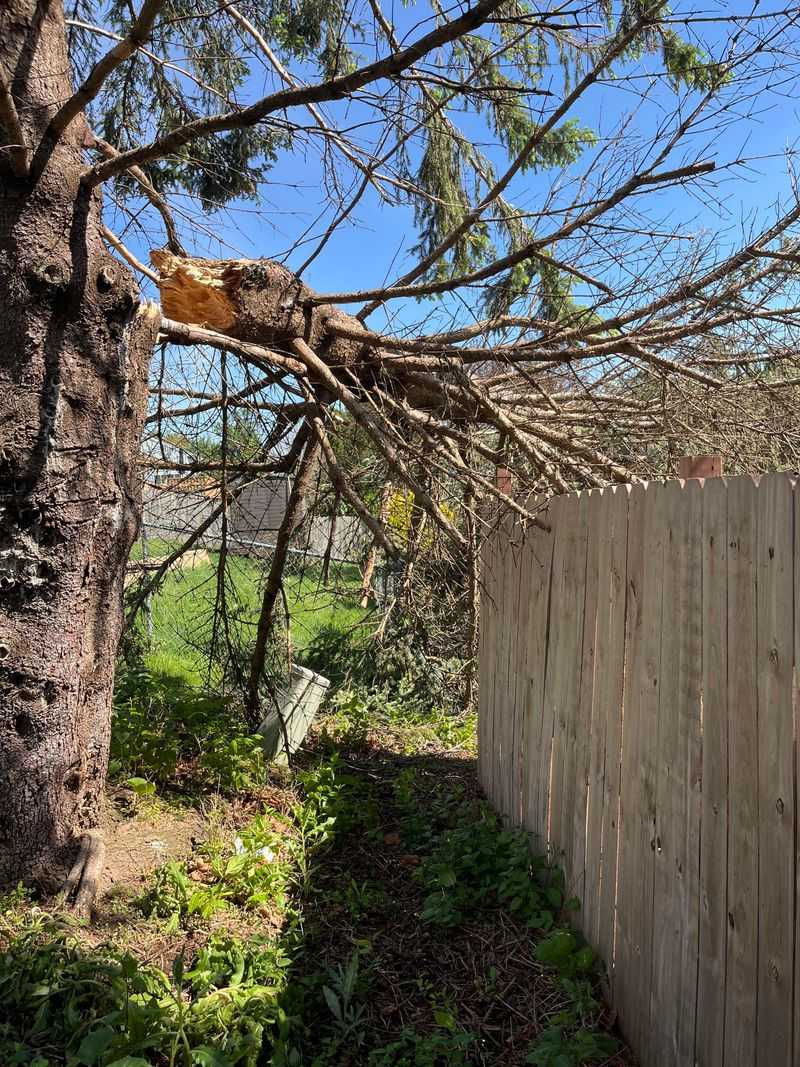 Pennsylvania Follows the Act of God Rule for Natural Tree Falls