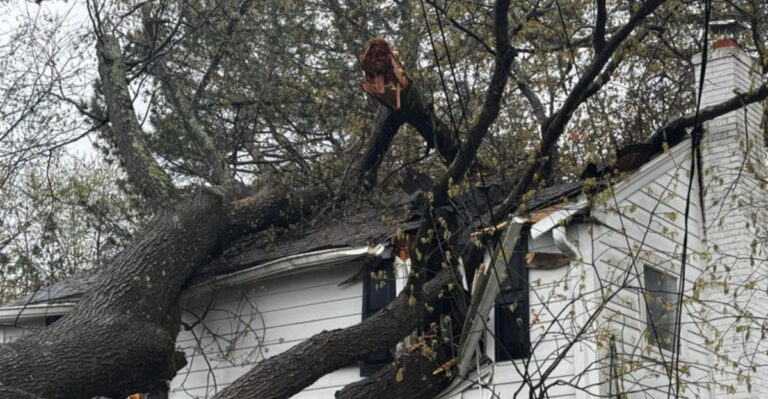 tree (featured image)