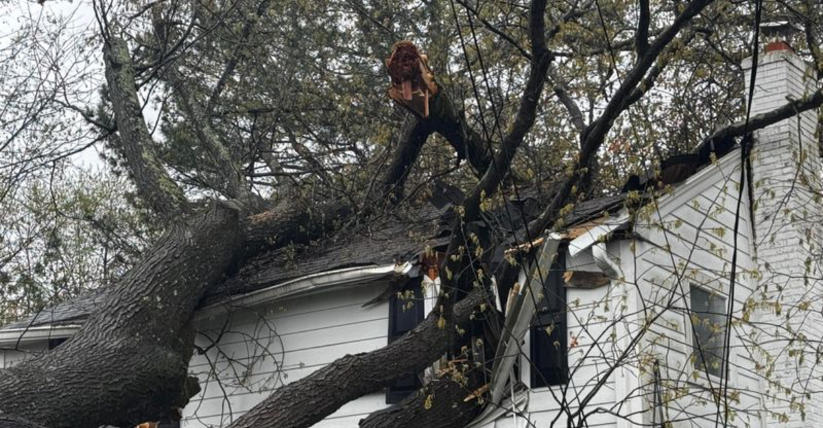 tree (featured image)