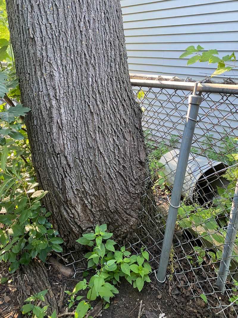 Florida's Self-Help Law Gives You Trimming Rights