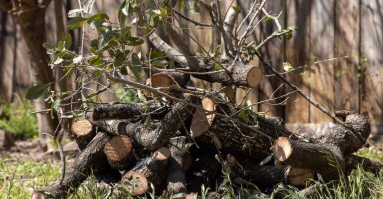 trimmed tree branches