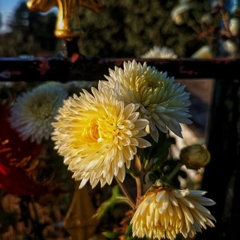 Chrysanthemum